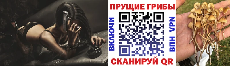 Купить где  Закаменск  Псилоцибиновые грибы Psilocybine cubensis 